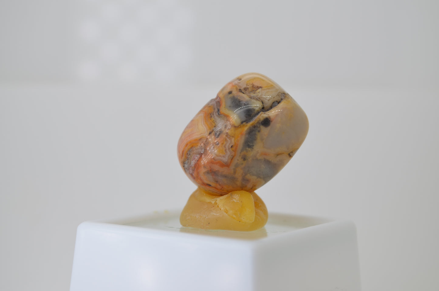 Bumblebee Jasper