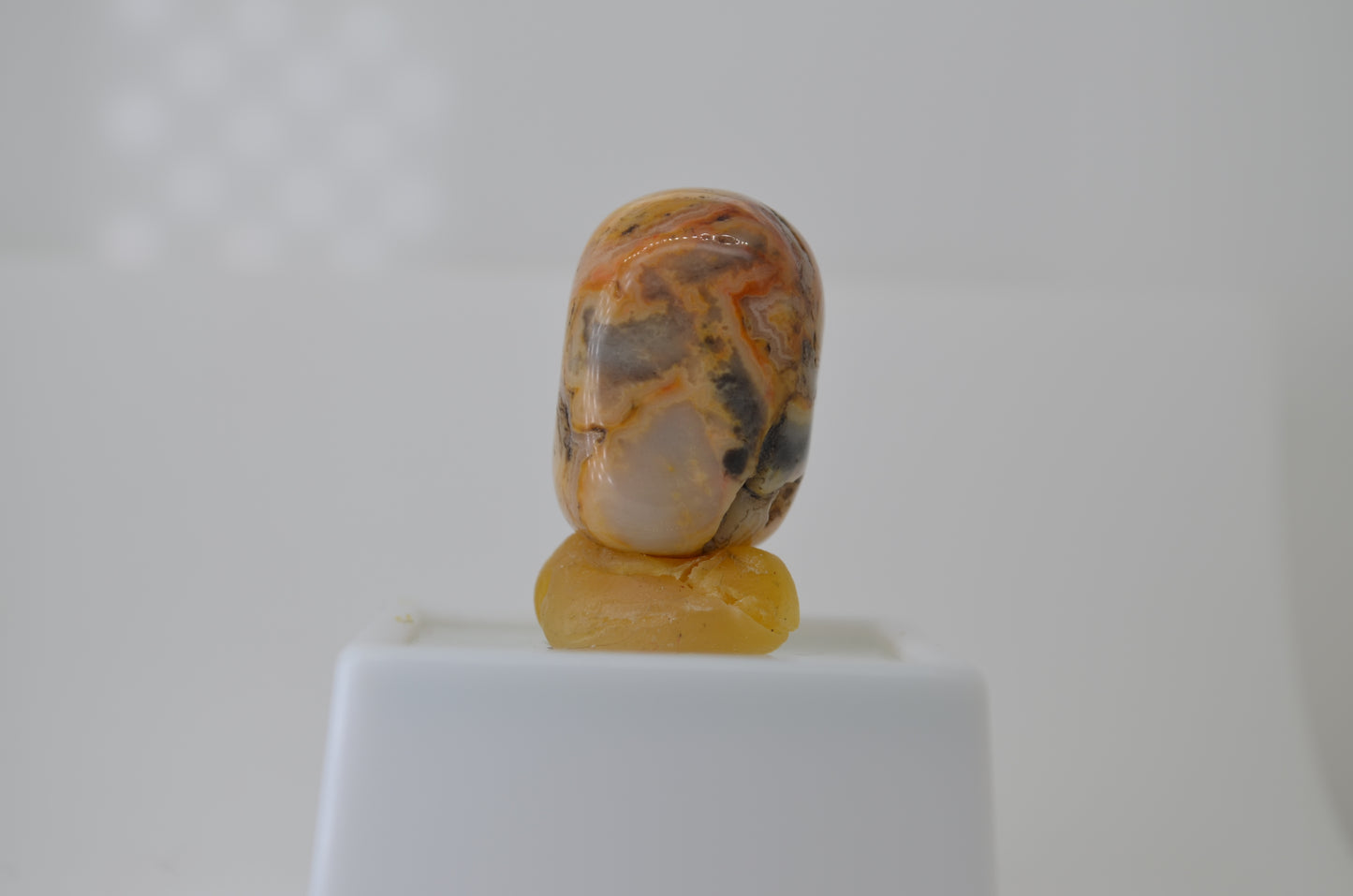 Bumblebee Jasper